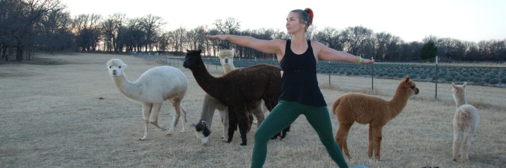 Things to do: Alpaca Yoga at TX-Ture Farm