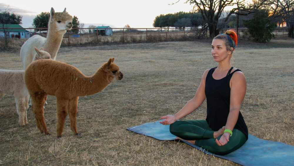 Things to do: Alpaca Yoga at TX-Ture Farm