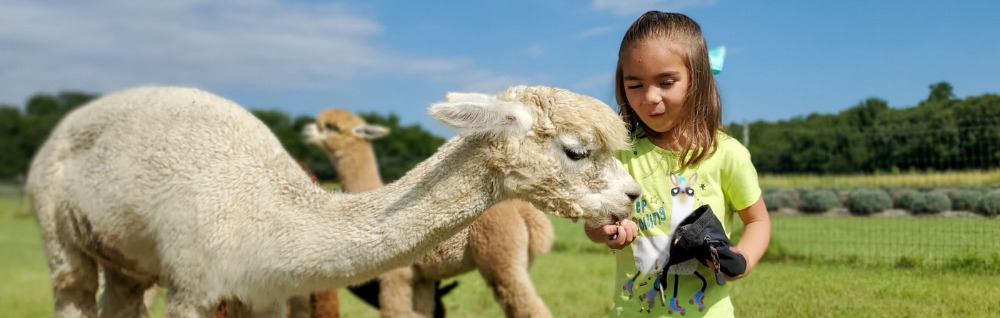 Walk-A-Paca Experience at TX-Ture Farm