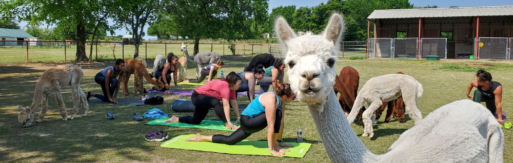 Things to do: Alpaca Yoga at TX-Ture Farm