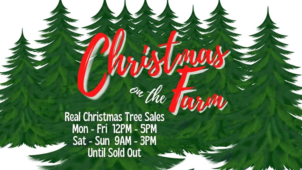 Real Christmas Trees for Sale