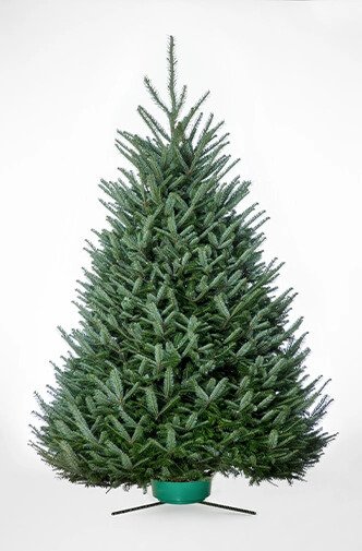 Pre-Cut Fraser Fir