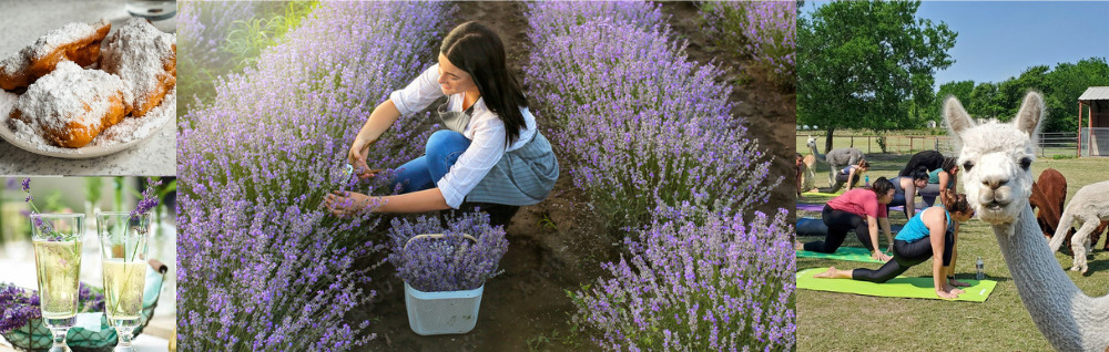 Lavender at TX-Ture Farm